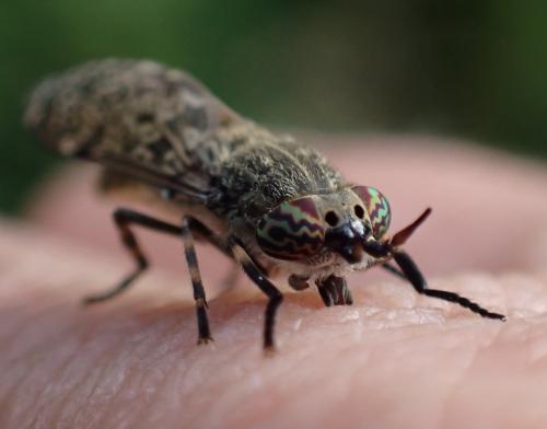 Haematopota pluvialis